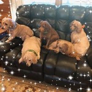 sunflowerdoodles avatar