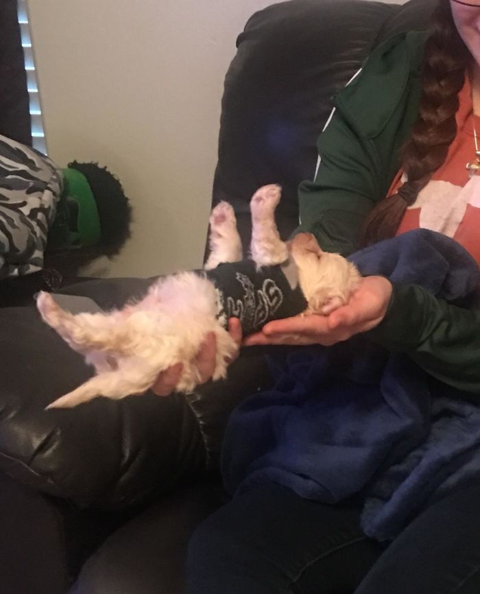 My New Puppy Likes To Play Dead When He Naps