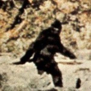 curlifries2001 avatar