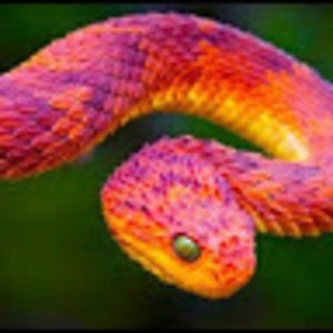 jaydenbridger avatar