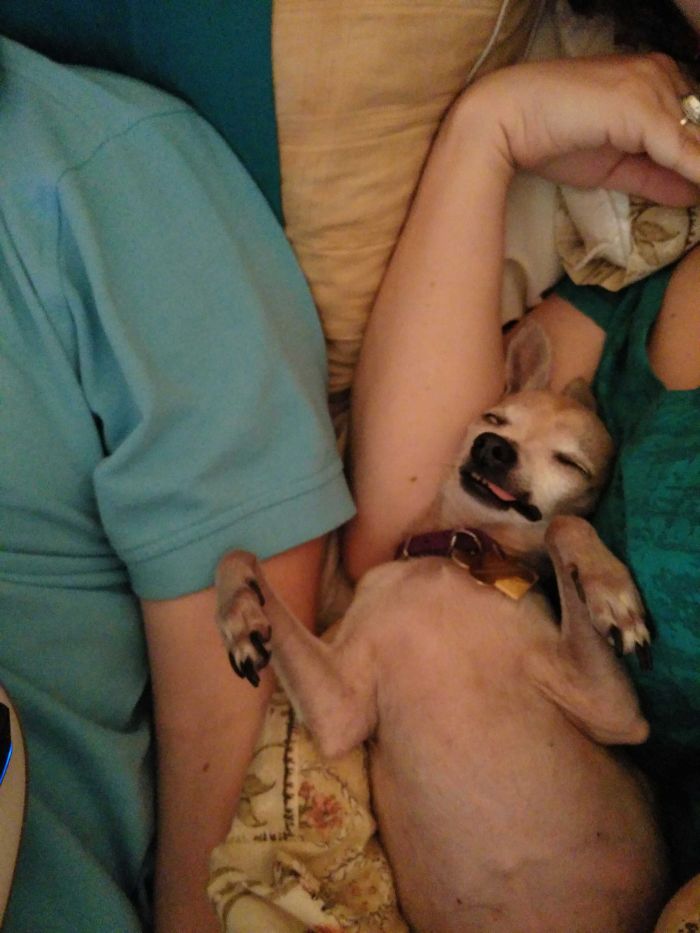 Took My Dog On Vacation And Started Letting Him Sleep In The Bed... I'd Say He's Enjoying Himself