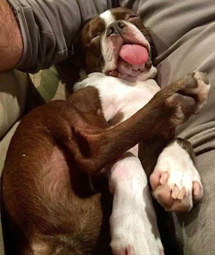 That's Weird How My Dog Sleep