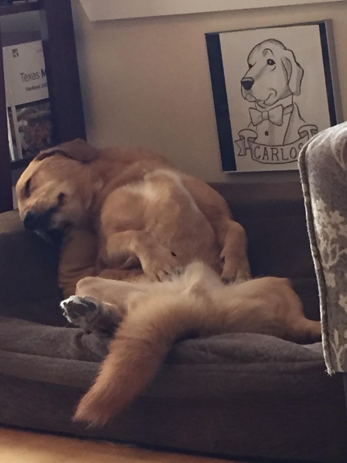 Carlos The Dog Taking A Cat Nap