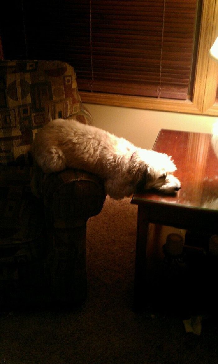 My Dog Sleep-Planking
