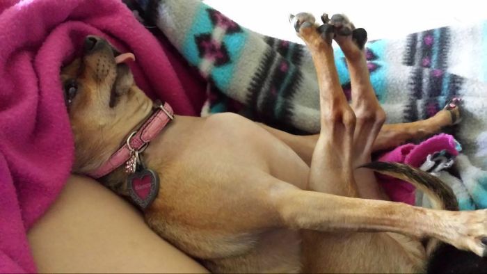 This Is How My Girlfriend's Dog Sleeps