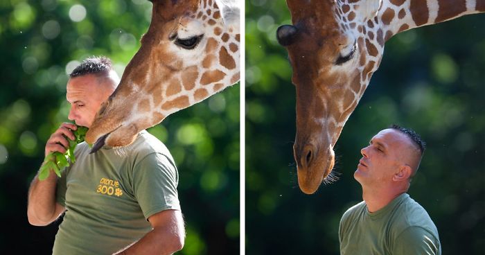 10 Pics Of The Special Bond Between A Zookeeper And Giraffes That I Captured In North Macedonia