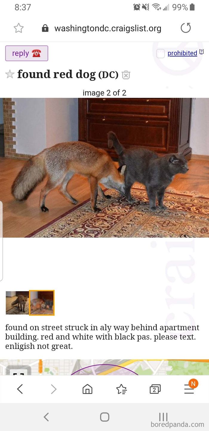 This Guy On Craigslist Found A Lost "Dog"