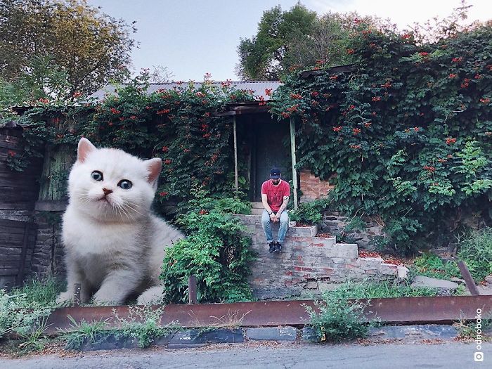 Russian-Artist-Photoshops-Giant-Cats-Odnoboko