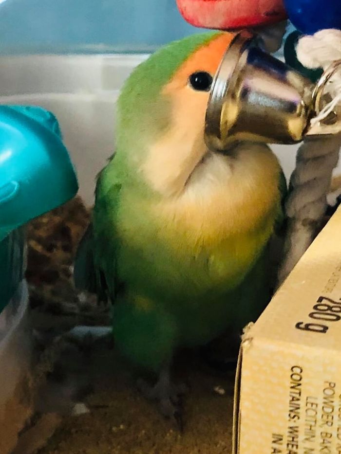 When Not Actively Trying To Destroy The World, Octave Spends Her Days Like This, Screaming In Her Bell..