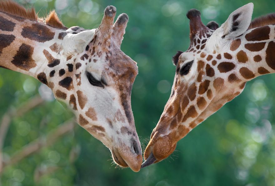 10 Pics Of The Special Bond Between A Zookeeper And Giraffes That I Captured In North Macedonia 10 Pics Of The Special Bond Between A Zookeeper And Giraffes That I Captured In North Macedonia