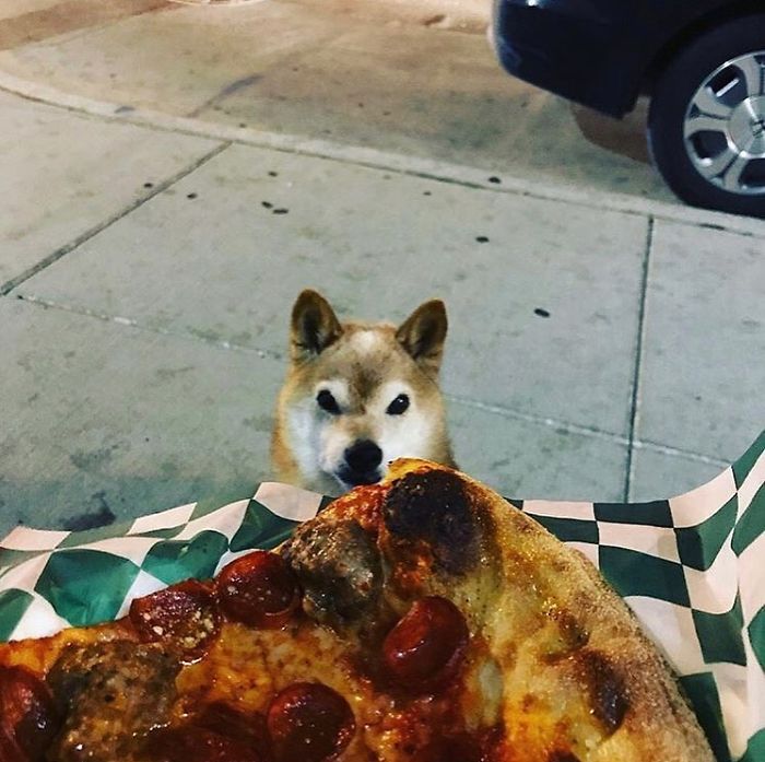 This Shiba Inu Always Looks Grumpy And People Are In Love