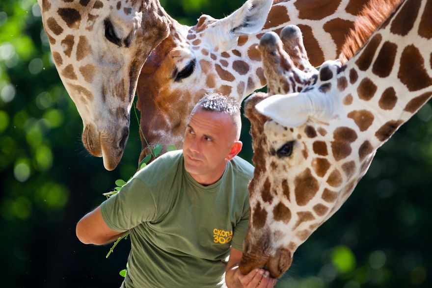 10 Pics Of The Special Bond Between A Zookeeper And Giraffes That I Captured In North Macedonia