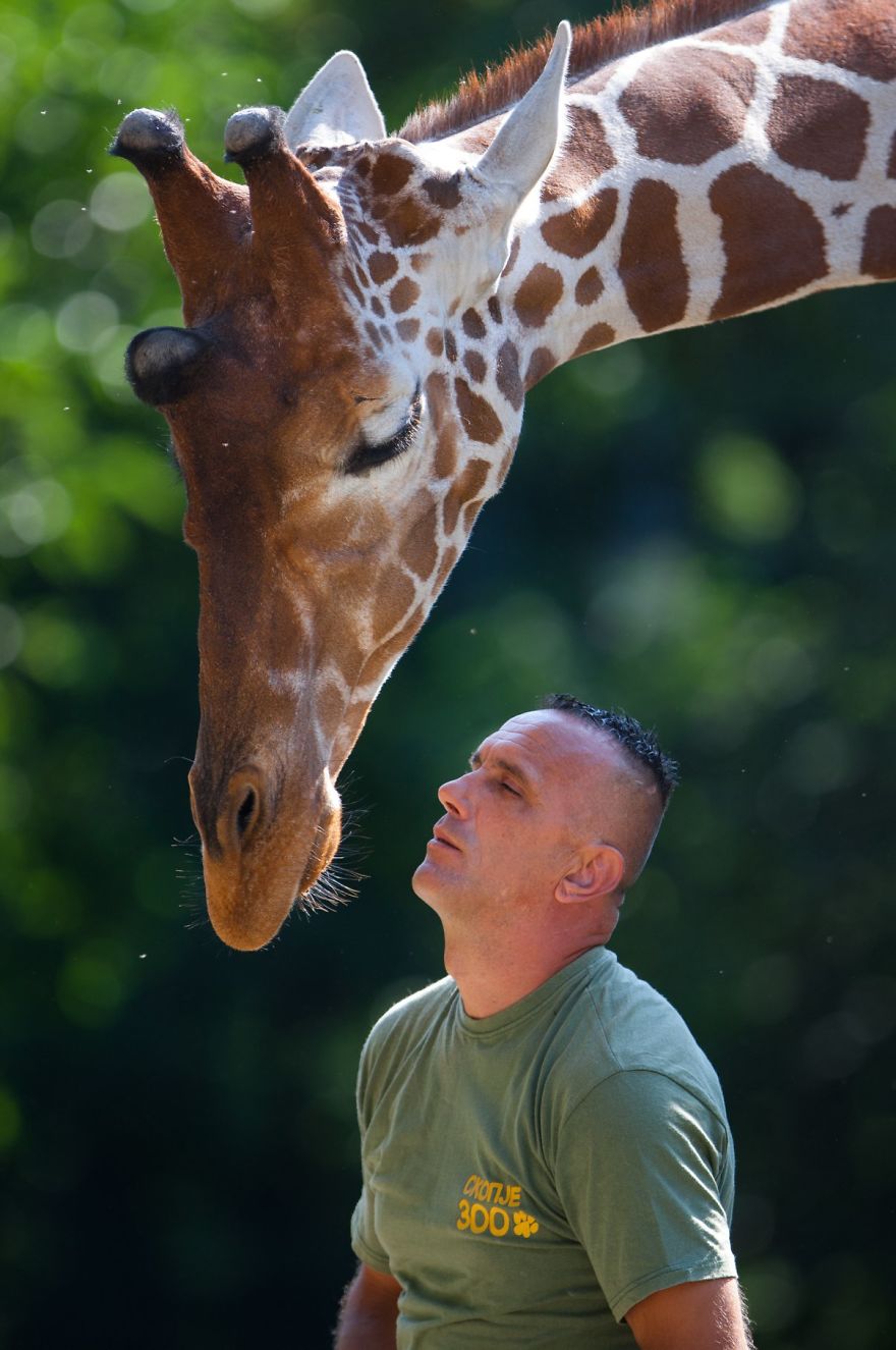 10 Pics Of The Special Bond Between A Zookeeper And Giraffes That I Captured In North Macedonia 10 Pics Of The Special Bond Between A Zookeeper And Giraffes That I Captured In North Macedonia