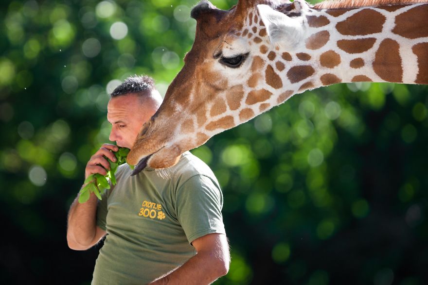 10 Pics Of The Special Bond Between A Zookeeper And Giraffes That I Captured In North Macedonia 10 Pics Of The Special Bond Between A Zookeeper And Giraffes That I Captured In North Macedonia