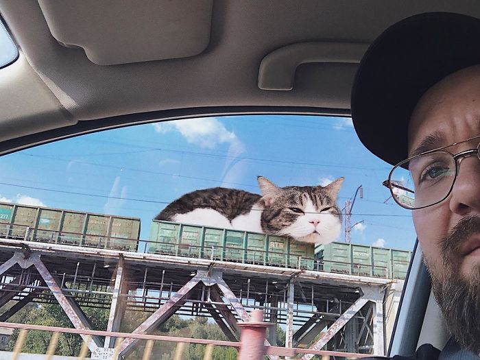 Russian-Artist-Photoshops-Giant-Cats-Odnoboko