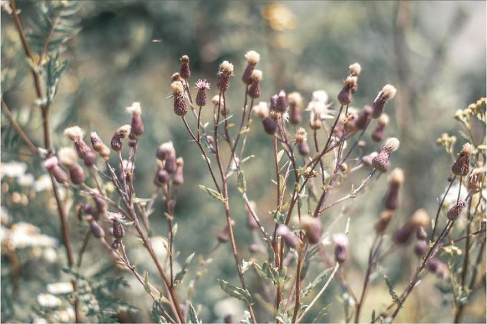 Summertime Grass In Lviv, Ukraine