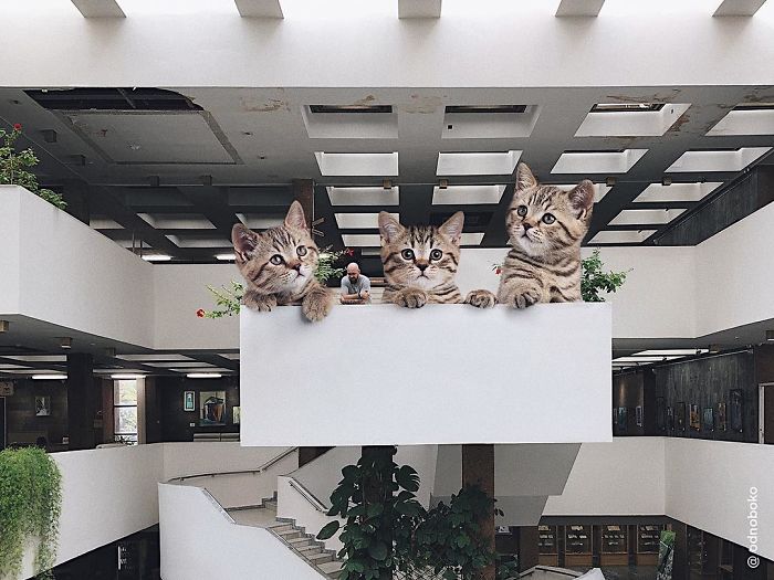 Russian-Artist-Photoshops-Giant-Cats-Odnoboko