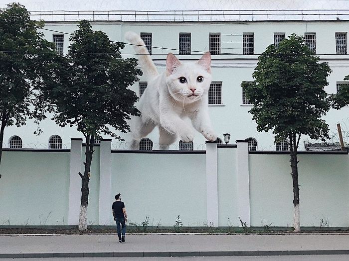 Russian-Artist-Photoshops-Giant-Cats-Odnoboko