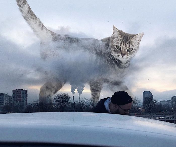 Russian-Artist-Photoshops-Giant-Cats-Odnoboko