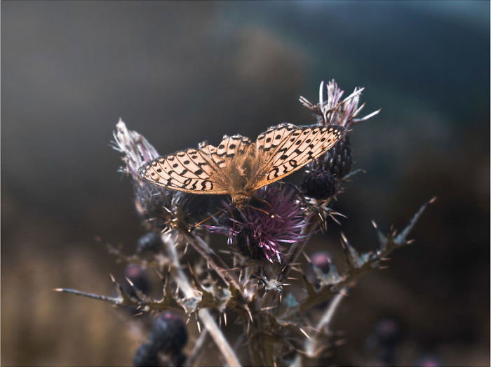 ''i'm A Flower, Too!''