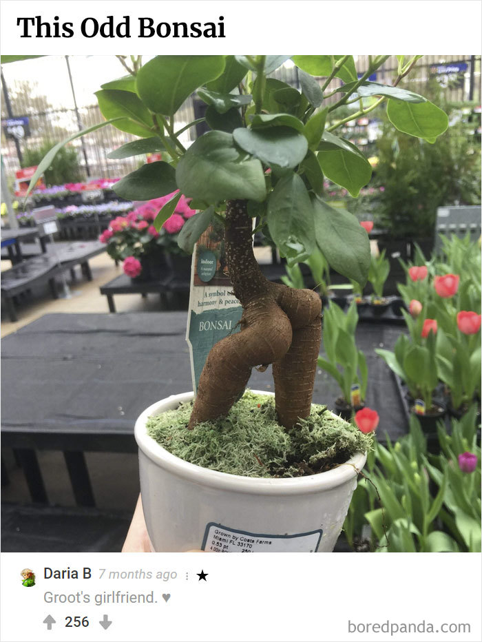 Here Is Bored Panda's Hall Of Fame With The 50 Most Hilarious Comments