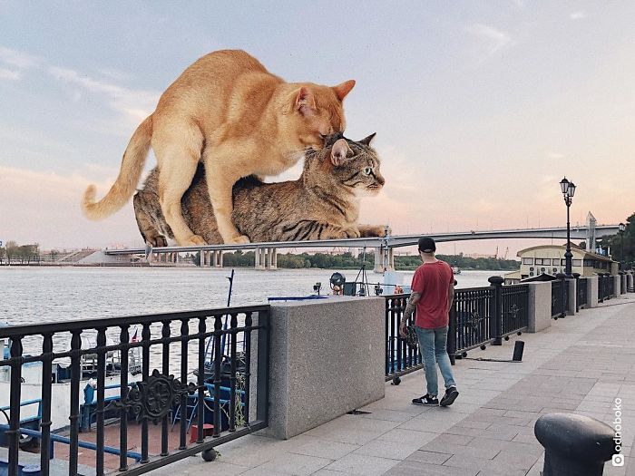 Russian-Artist-Photoshops-Giant-Cats-Odnoboko