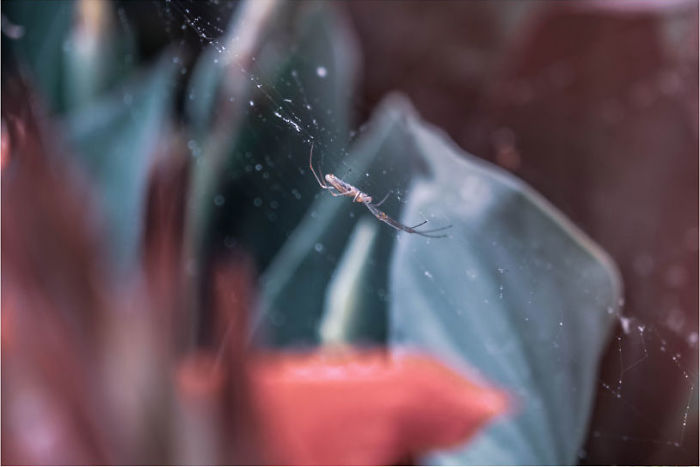 I Captured This Little Spider Walking Around Sirmione Town, Italy. I Suppose It's Waiting For The Sun To Show Up And Be Filled With Tender Rays