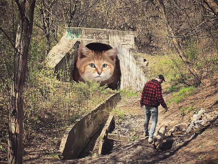 Russian-Artist-Photoshops-Giant-Cats-Odnoboko