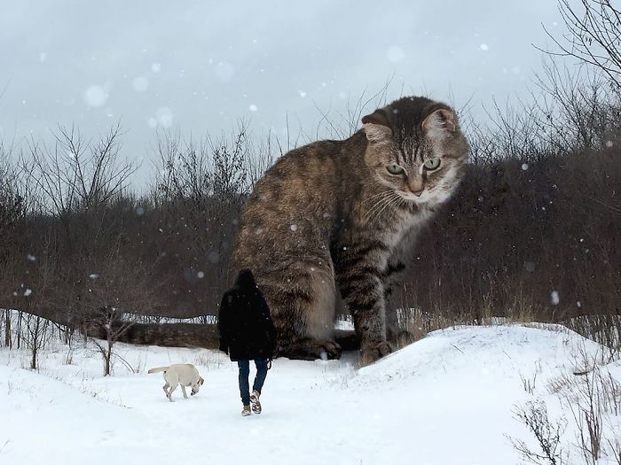 Russian-Artist-Photoshops-Giant-Cats-Odnoboko