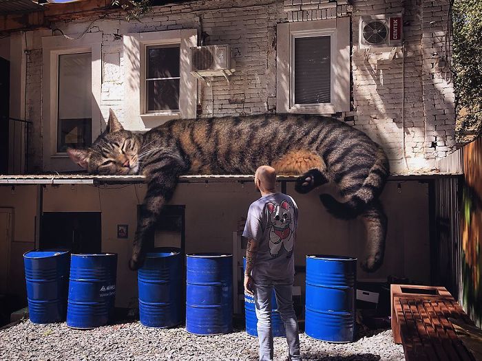 Russian-Artist-Photoshops-Giant-Cats-Odnoboko