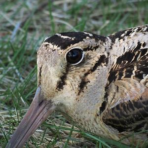 housenkaroztomila avatar