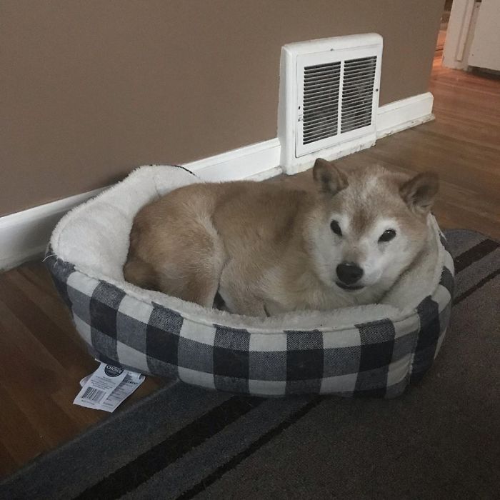 This Shiba Inu Always Looks Grumpy And People Are In Love