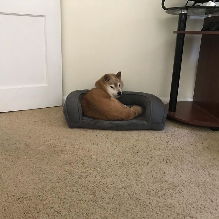 This Shiba Inu Always Looks Grumpy And People Are In Love