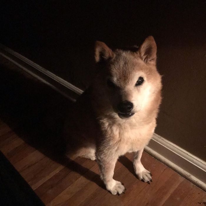 This Shiba Inu Always Looks Grumpy And People Are In Love This Shiba Inu Always Looks Grumpy And People Are In Love