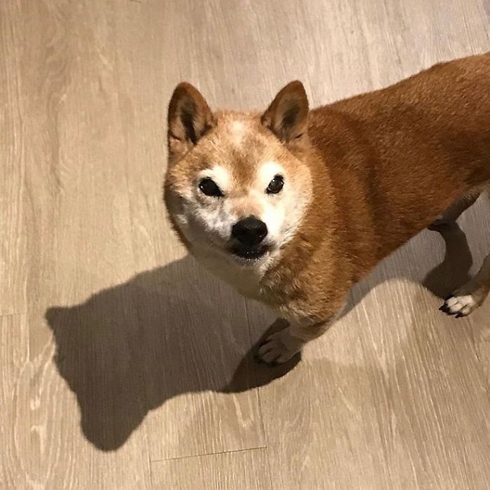 This Shiba Inu Always Looks Grumpy And People Are In Love This Shiba Inu Always Looks Grumpy And People Are In Love