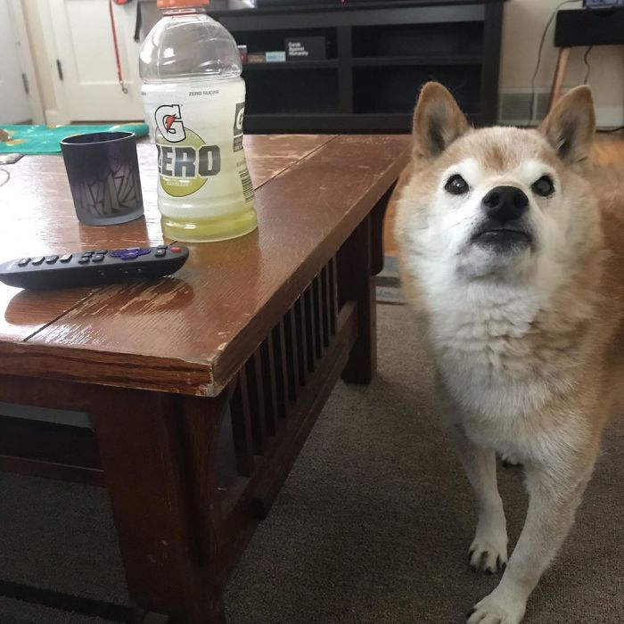 This Shiba Inu Always Looks Grumpy And People Are In Love