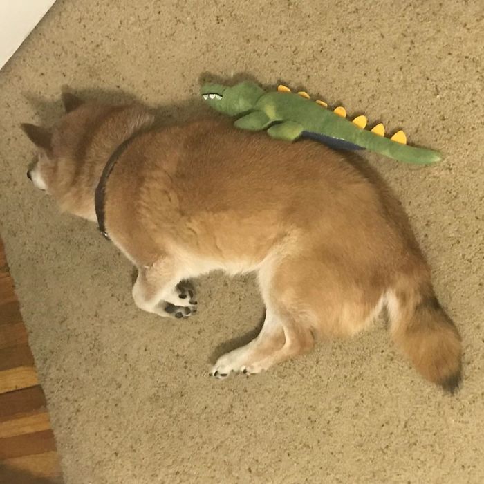 This Shiba Inu Always Looks Grumpy And People Are In Love