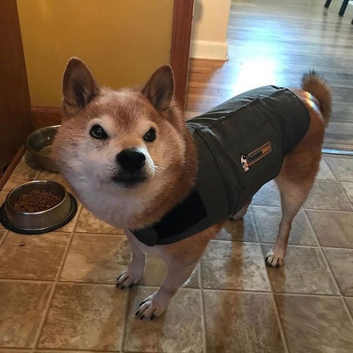 This Shiba Inu Always Looks Grumpy And People Are In Love