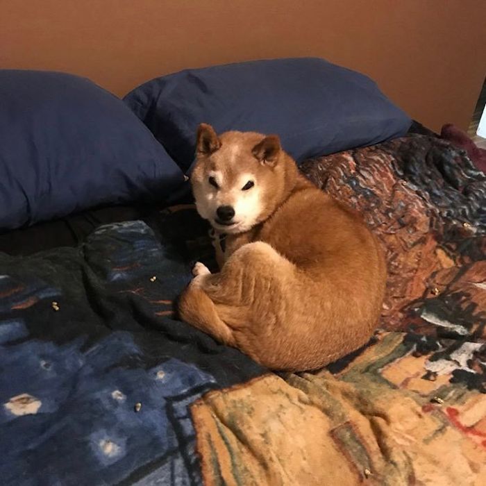 This Shiba Inu Always Looks Grumpy And People Are In Love