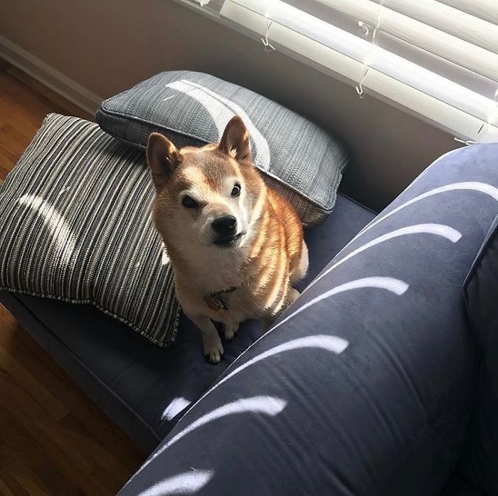 This Shiba Inu Always Looks Grumpy And People Are In Love