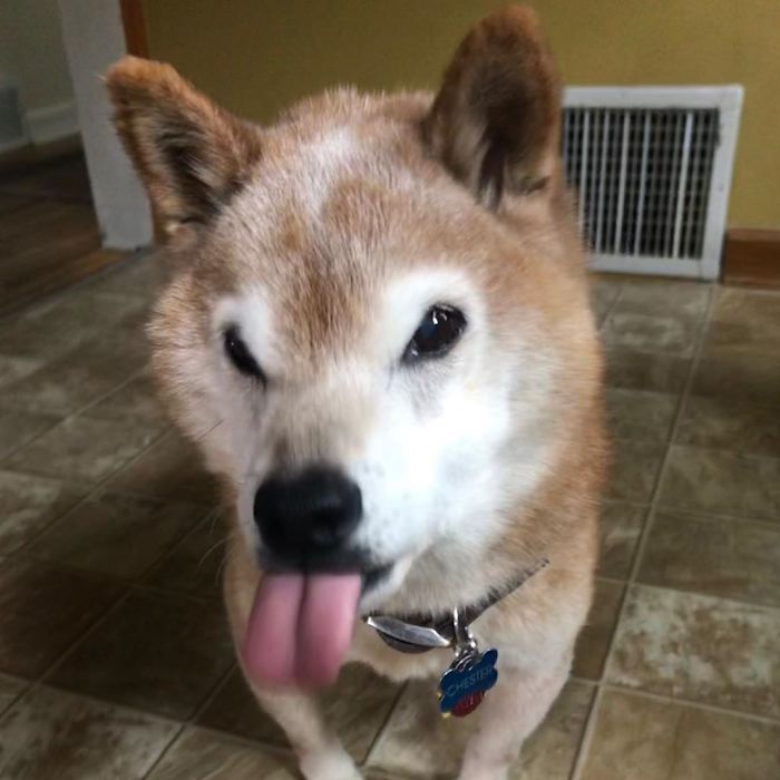 This Shiba Inu Always Looks Grumpy And People Are In Love