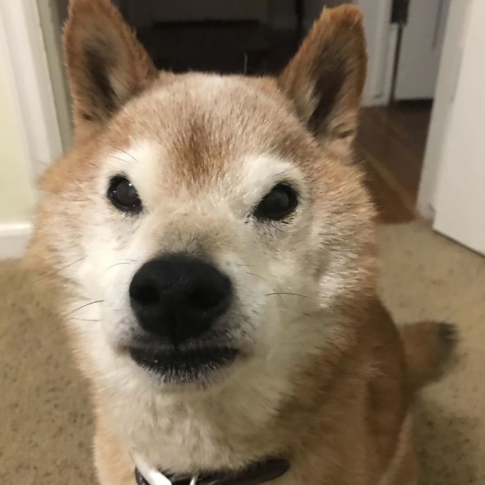 This Shiba Inu Always Looks Grumpy And People Are In Love
