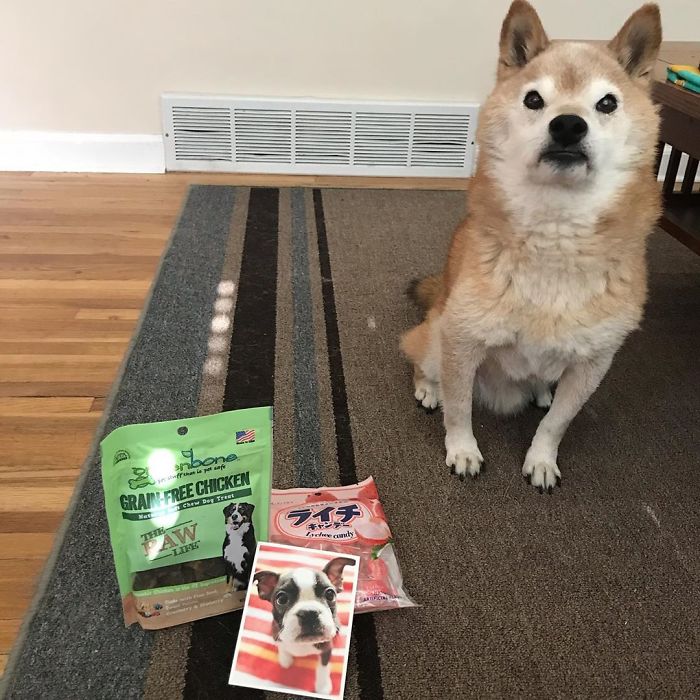 This Shiba Inu Always Looks Grumpy And People Are In Love This Shiba Inu Always Looks Grumpy And People Are In Love