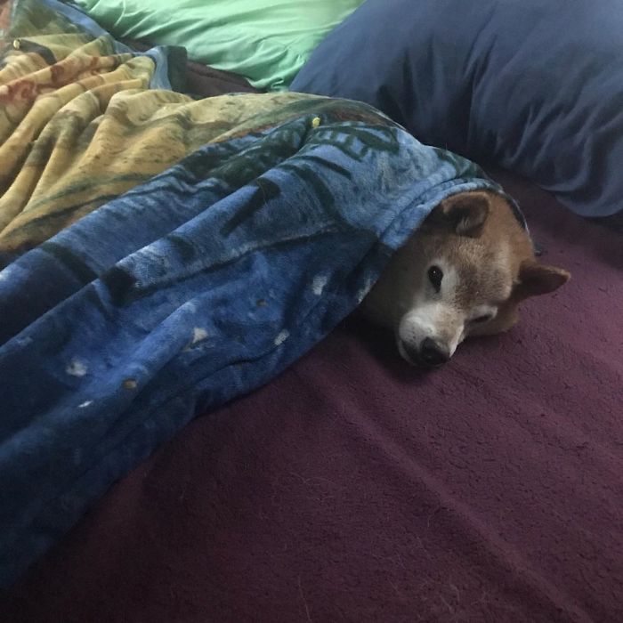 This Shiba Inu Always Looks Grumpy And People Are In Love This Shiba Inu Always Looks Grumpy And People Are In Love