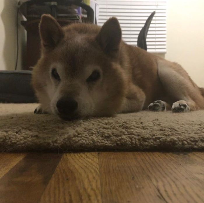 This Shiba Inu Always Looks Grumpy And People Are In Love This Shiba Inu Always Looks Grumpy And People Are In Love