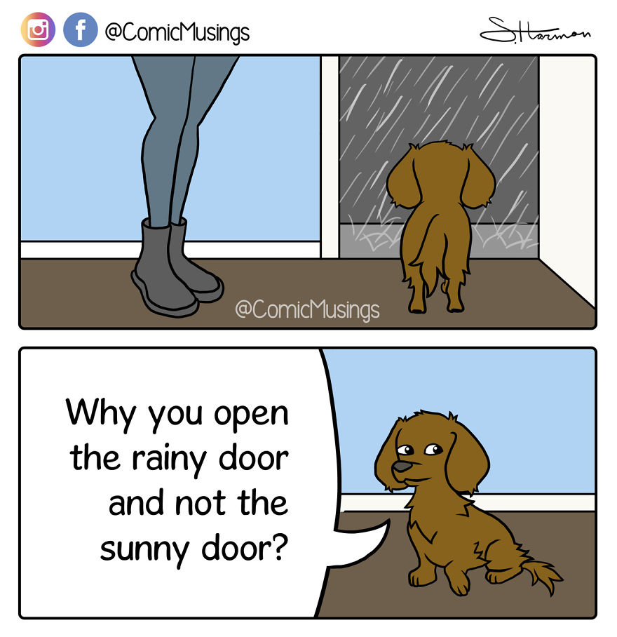 Whenever It's Raining, The Dog Looks At Me Like It's My Fault!