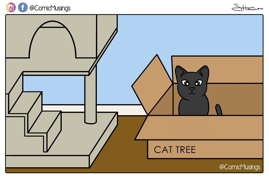 We Bought A Cat Tree And He Prefers The Box It Came In...