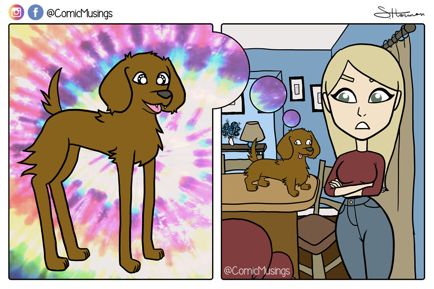 My Dachshund Likes To Pretend He's Tall Sometimes