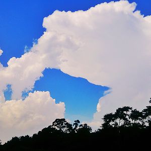 virginia_almeida avatar