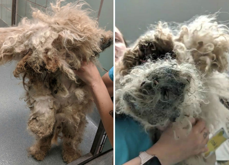 Dog Lives Under A Bed For Two Years, But Is Saved And Gets Life-Changing Makeover (7 Pics) Dog Lives Under A Bed For Two Years, But Is Saved And Gets Life-Changing Makeover (7 Pics)